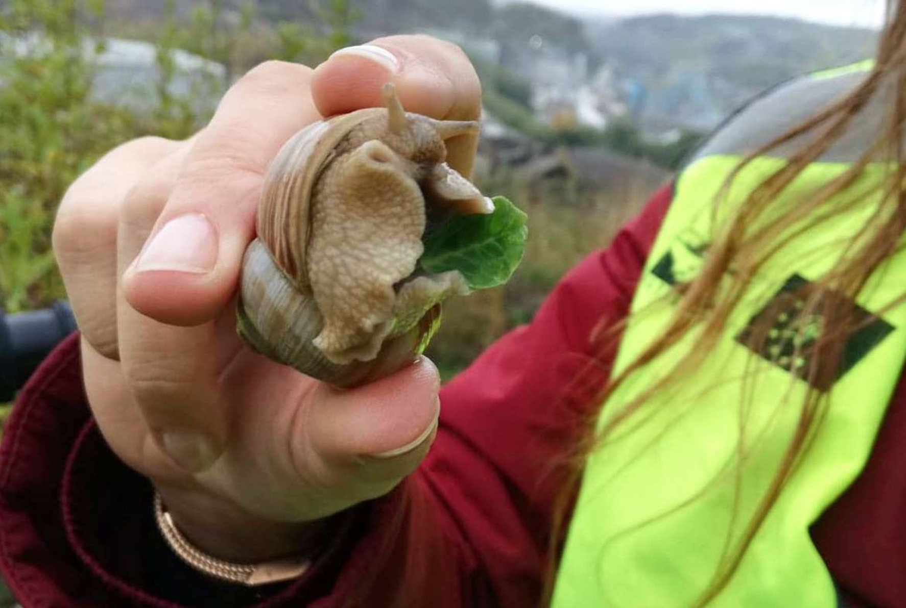 1/2 Slug, 1/2 Snail : a new species discovered in a Quarry ! – Life in Quarries 1/2 Slug, 1/2 Snail : a new species discovered in a Quarry ! – Life in Quarries