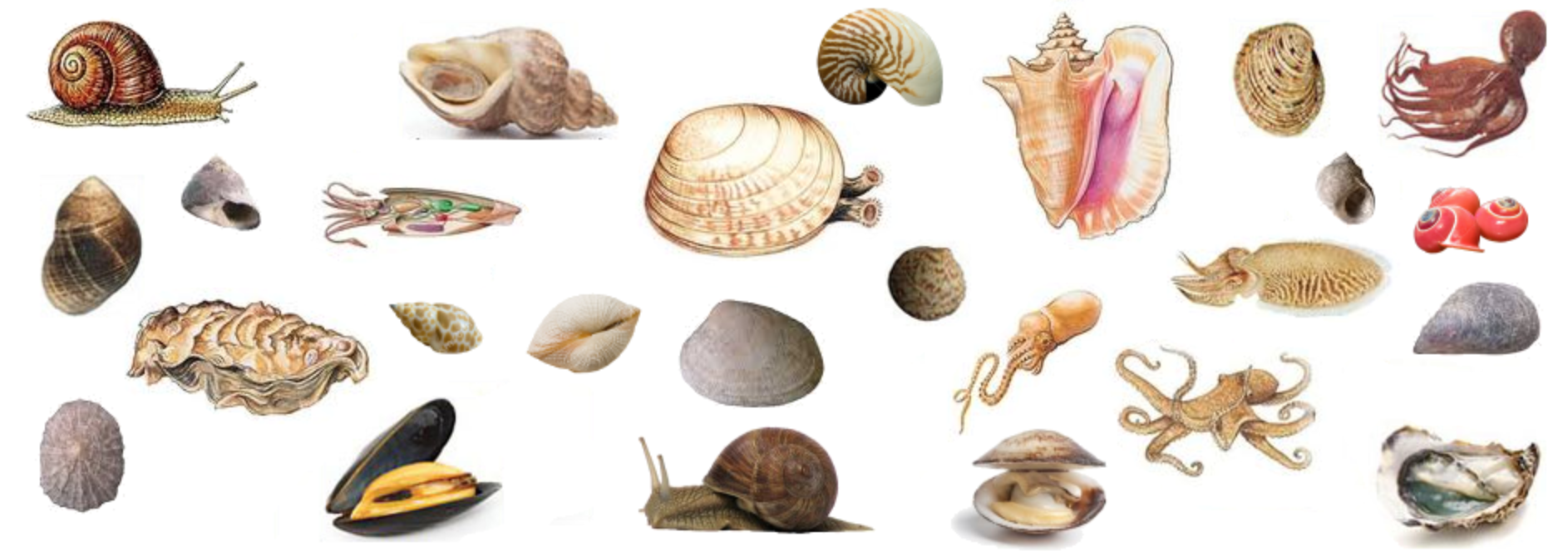 http://soutien67.free.fr/svt/animaux/zoo/mollusques/mollusques.htm